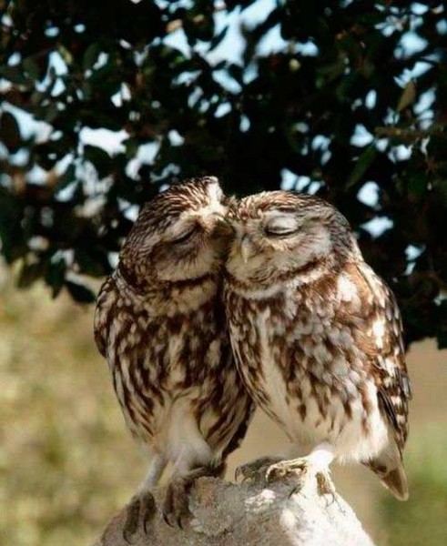 Похвала Мудрости